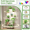 image:imagePlant Stand with Grow Lights 2Pack 61 Tall Indoor Plant Shelf with MultiColor Full Spectrum LED Grow Lights and 360 Lockable Wheels 10Tier TreeShaped Decorative Plant Rack Set of 2 for Living Room Balcony amp Office White and OakWhite